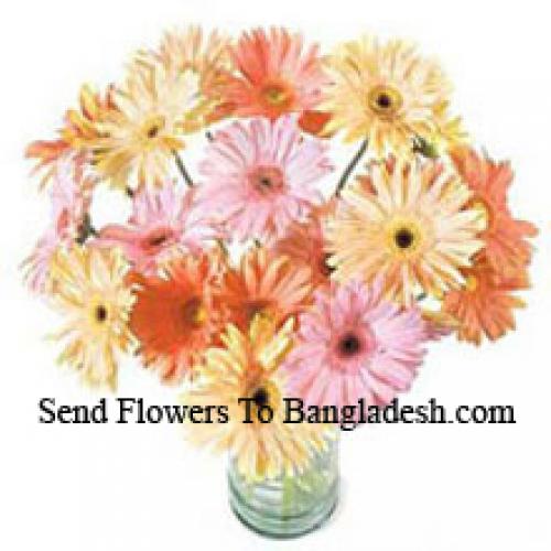 24 Luksuznih Raznovrsnih Gerbera