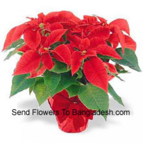 Beautiful Red Poinsettias